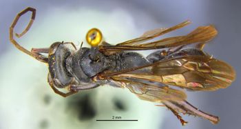 Media type: image;   Entomology 13649 Aspect: habitus dorsal view